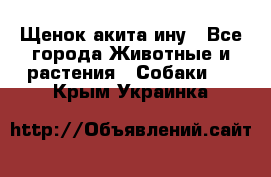 Щенок акита ину - Все города Животные и растения » Собаки   . Крым,Украинка